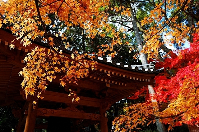 大興善寺 逸之日語教室